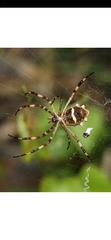 Argiope argentata