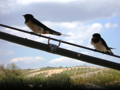 Hirundo rustica