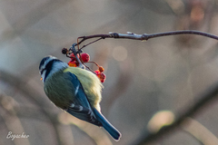 Cyanistes caeruleus