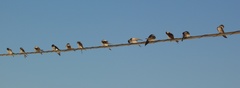 Hirundo rustica