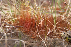 Ptychostomum calophyllum