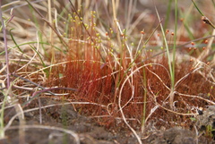 Ptychostomum calophyllum