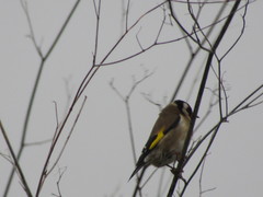 Carduelis carduelis