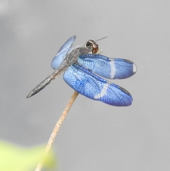 Zenithoptera