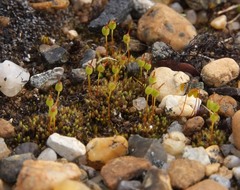 Conostomum tetragonum