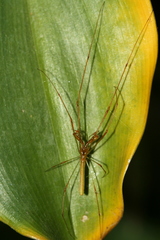 Tetragnatha