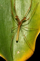 Tetragnatha
