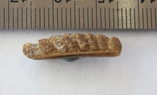 Callistoplax retusa