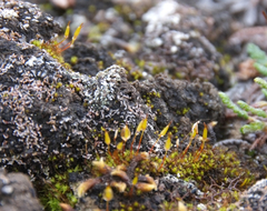 Encalypta rhaptocarpa