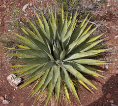 Agave utahensis kaibabensis