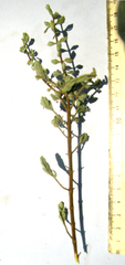 Pegolettia retrofracta
