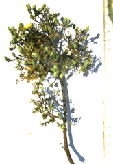 Pegolettia retrofracta