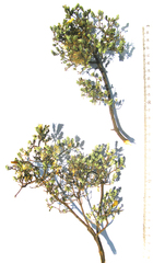 Pegolettia retrofracta