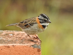Rufous-Collared Sparrow photo 4