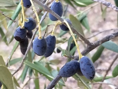 Olea europaea
