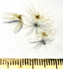 Pegolettia retrofracta