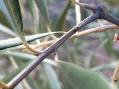 Olea europaea