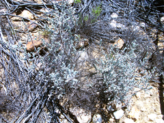 Pegolettia retrofracta