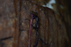 Plethodon petraeus
