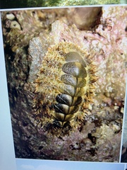 Chitonoidea