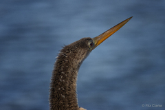 Anhinga anhinga leucogaster