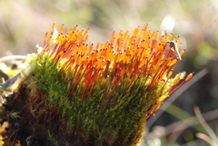 Tetraplodon mnioides