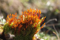 Tetraplodon mnioides