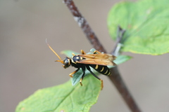 Parabatozonus lacerticida