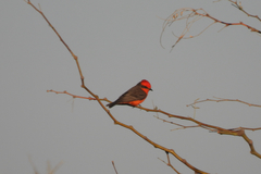 Pyrocephalus rubinus