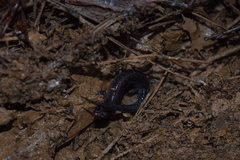 Plethodon ventralis