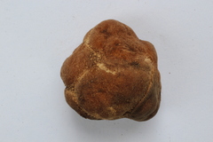 Tuber candidum