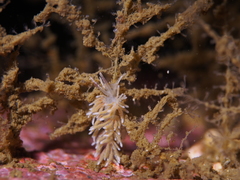 Rubramoena rubescens
