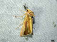 Plusia venusta