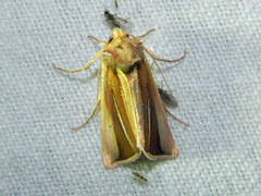 Plusia venusta
