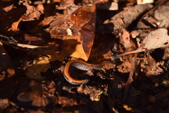 Plethodon dorsalis
