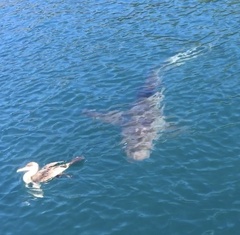 Carcharhinus brachyurus