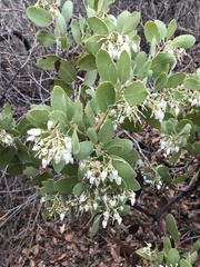 Arctostaphylos mewukka