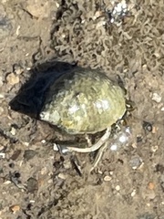 Clibanarius vittatus