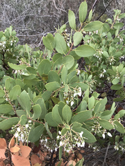Arctostaphylos mewukka