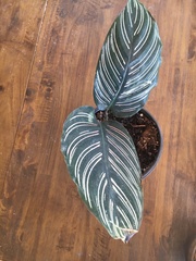 Goeppertia sanderiana