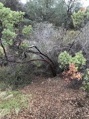 Arctostaphylos mewukka