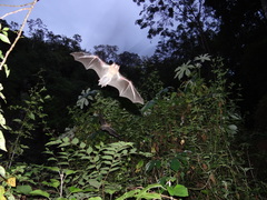 Pteronotus mesoamericanus