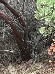Arctostaphylos mewukka