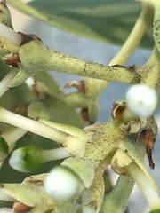 Arctostaphylos mewukka