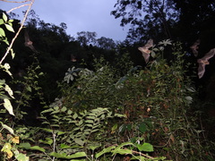 Pteronotus mesoamericanus