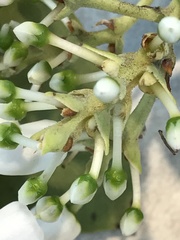Arctostaphylos mewukka