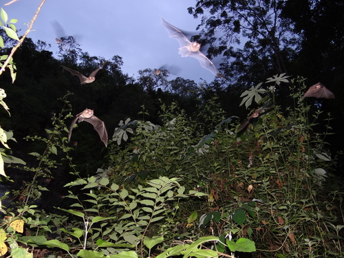 Mesoamerican Common Mustached Bat