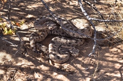 Crotalus cerastes cerastes