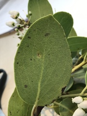 Arctostaphylos mewukka