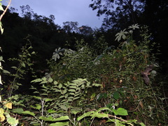 Pteronotus mesoamericanus